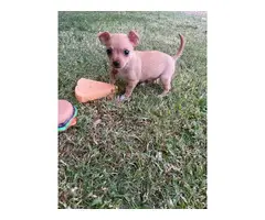8 weeks old Chihuahua puppies - 5