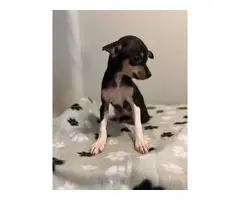 Miniature Pincher Chihuahua mix puppy