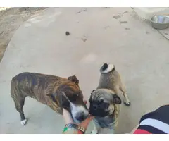 Pit bull / Pug puppies - 5