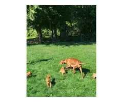 4 Viszla puppies looking for a forever family - 4