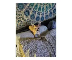 Male chihuahua puppy in search of a loving home