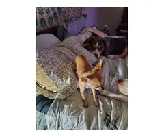 Male chihuahua puppy in search of a loving home - 4