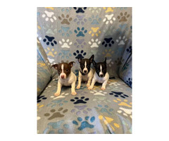 3 males Rat Terrier Puppies for Sale