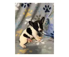 3 males Rat Terrier Puppies for Sale - 2