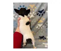 3 males Rat Terrier Puppies for Sale - 3