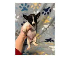 3 males Rat Terrier Puppies for Sale - 5
