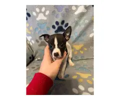 3 males Rat Terrier Puppies for Sale - 6