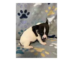 3 males Rat Terrier Puppies for Sale - 11