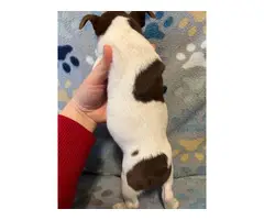 3 males Rat Terrier Puppies for Sale - 17