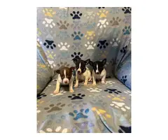 3 males Rat Terrier Puppies for Sale - 20