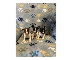 3 males Rat Terrier Puppies for Sale - 21