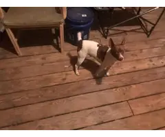 3 males Rat Terrier Puppies for Sale - 22