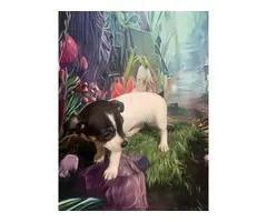 Chihuahua Puppies - 13