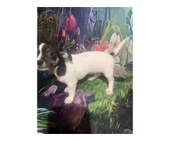 Chihuahua Puppies - 16