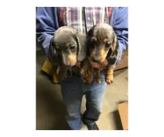 10 weeks old mini dachshund puppies for sale