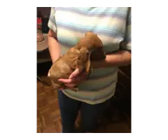 10 weeks old mini dachshund puppies for sale