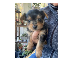 4 black and tan Yorkie puppies for sale