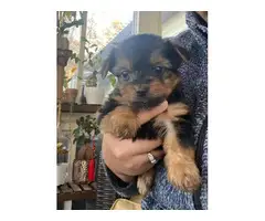 4 black and tan Yorkie puppies for sale - 2