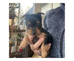 4 black and tan Yorkie puppies for sale - 3