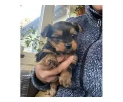4 black and tan Yorkie puppies for sale - 4