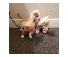 3 female Applehead Chihuahua puppies