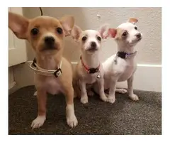 3 female Applehead Chihuahua puppies - 3