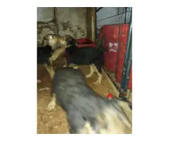 4 adorable Airedale Terrier puppies - 3