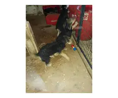 4 adorable Airedale Terrier puppies - 4