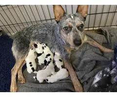 6 Blue Heeler Puppies for sale!!!