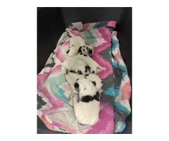 6 Blue Heeler Puppies for sale!!!
