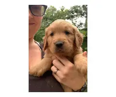 5 AKC Golden Retriever Puppies for Sale - 13