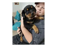 6 German rottweiler puppies for sale