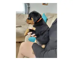 6 German rottweiler puppies for sale