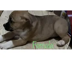 Boxer Husky Mix Puppies