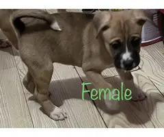 Boxer Husky Mix Puppies