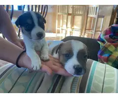 2 adorable jack russells