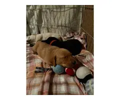 2 female and 6 male AKC registered Labrador puppies
