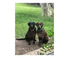 2 female and 6 male AKC registered Labrador puppies