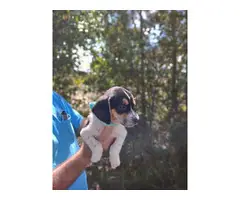 Beautiful tricolor beagle / basset hound mix - 2