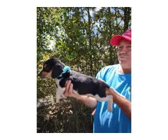 Beautiful tricolor beagle / basset hound mix - 3