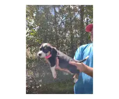 Beautiful tricolor beagle / basset hound mix - 4
