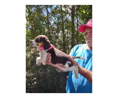 Beautiful tricolor beagle / basset hound mix - 6
