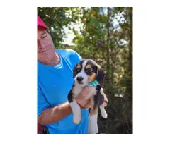 Beautiful tricolor beagle / basset hound mix - 7