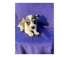 Sweet 8 weeks old Rat Terrier puppies - 5
