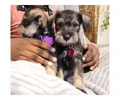 Miniature schnauzer pups
