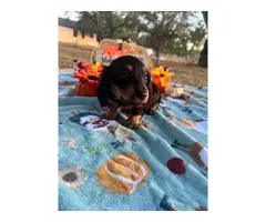 5 adorable longhaired Mini dachshunds