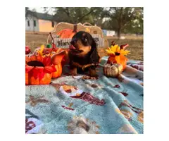 5 adorable longhaired Mini dachshunds