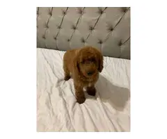 2 month old male and female Cavapoo puppies