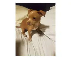 Stunning 4 months old chihuahua puppy - 3
