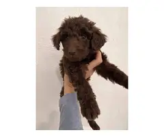 Black and brown Goldendoodle puppies for sale - 3